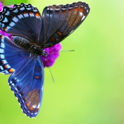 Red Spotted Purple Butterfly